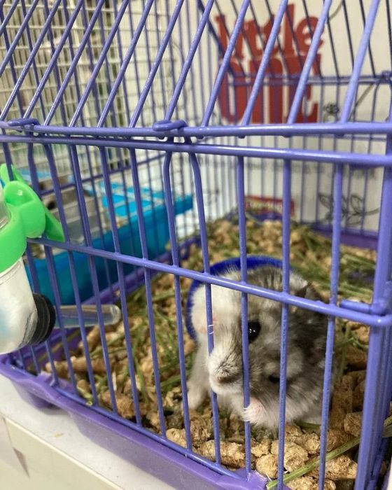 Джунгарские хомячки