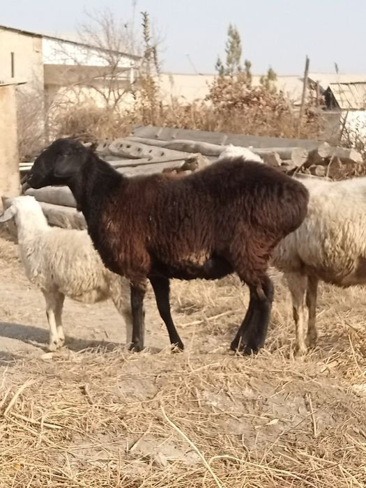 Bugoz barra sotiladi