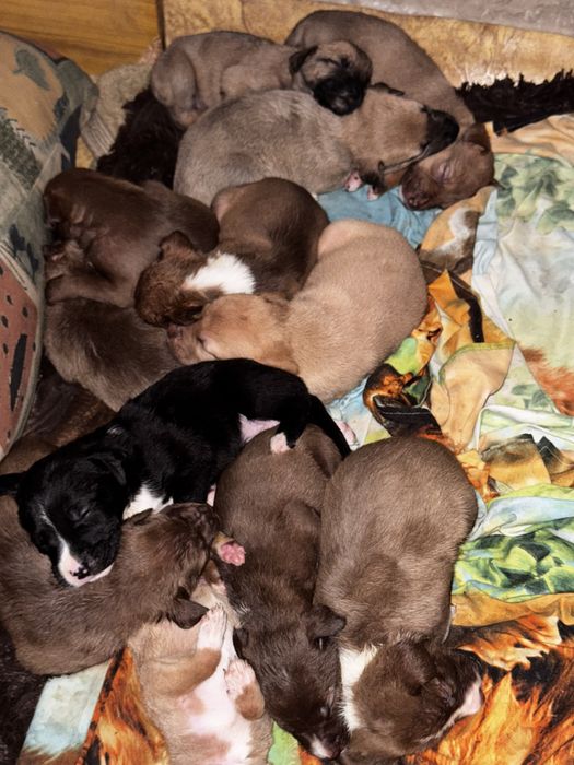 Щенки пит буль с двортерьером