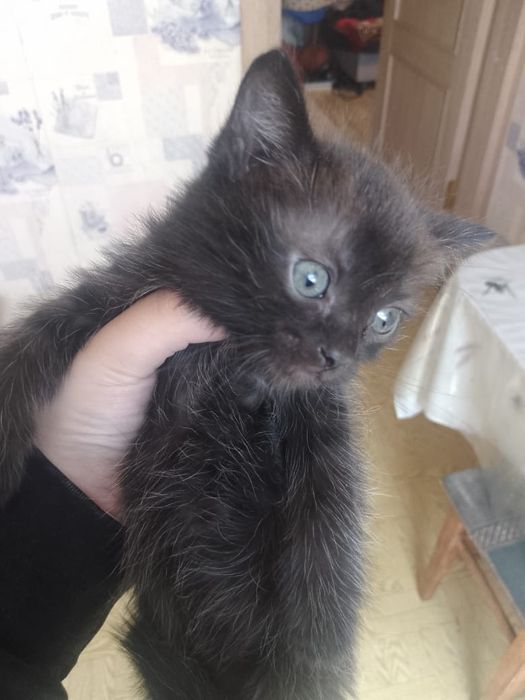 Отдам котят в добрые руки