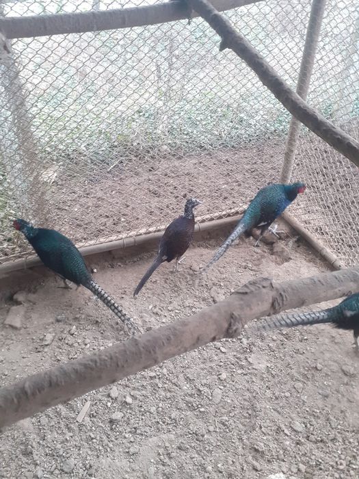 Vând bibilici bălțate și fazani tenebrosi