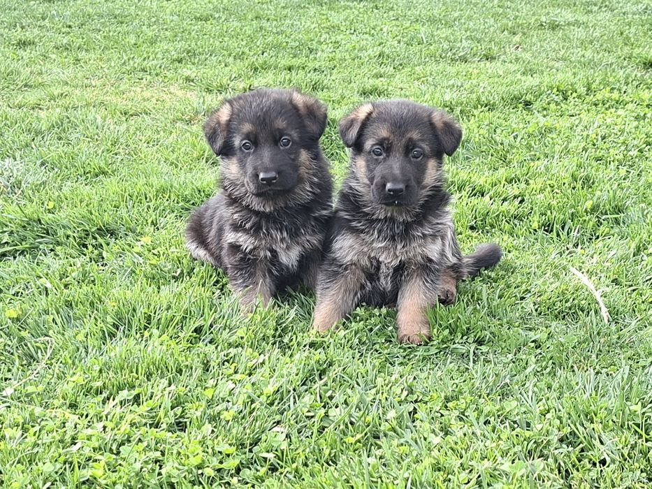 Малки немски овчарки