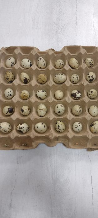 Инкубацыоное перепилиное яйцо.