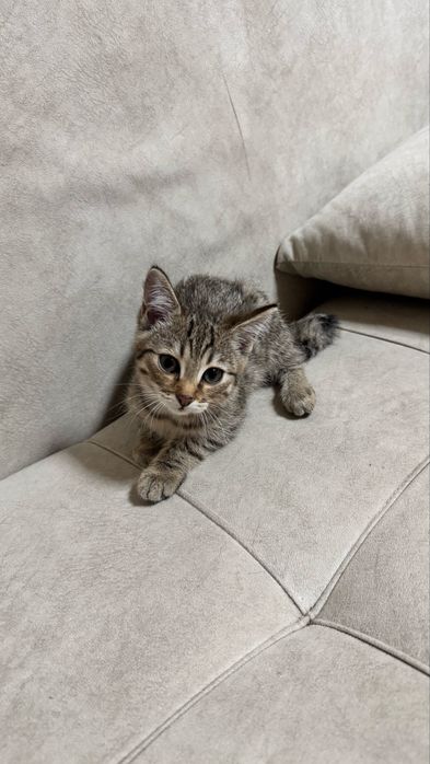 Котята в хорошие руки