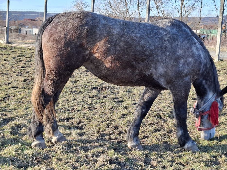 Vand iapa frumoasa, sanatoasa, cuminte,  fara nici un fel de defect.