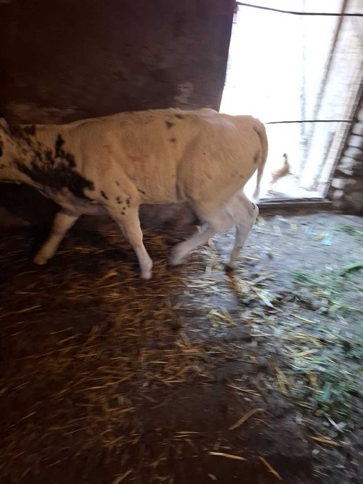 Vân vițel de carne