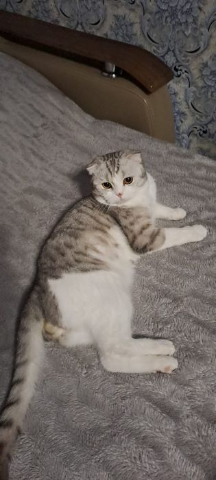 Вязка Шотландский вислоухий кот