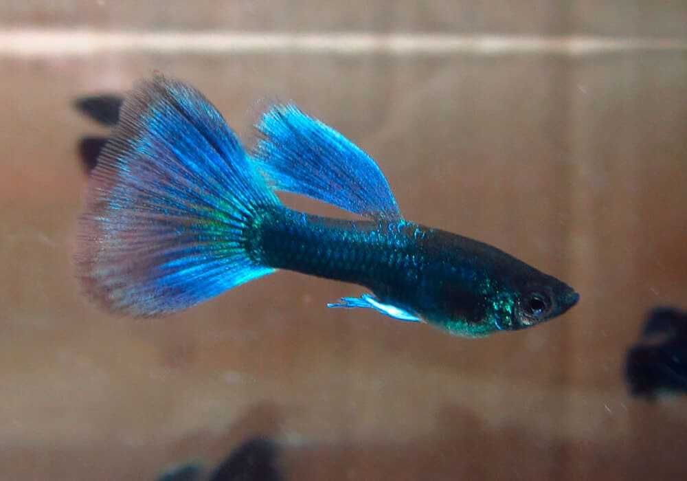 Рыбки гуппи синий цвет голубой