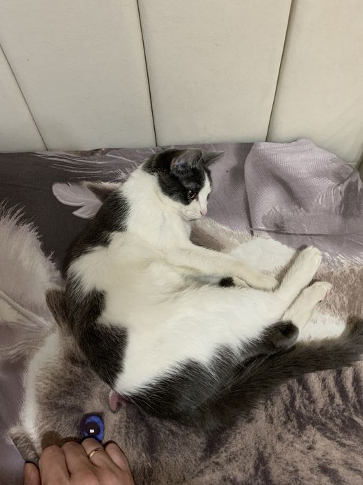 ОБАЛДЕННАЯ кошка ищет дом