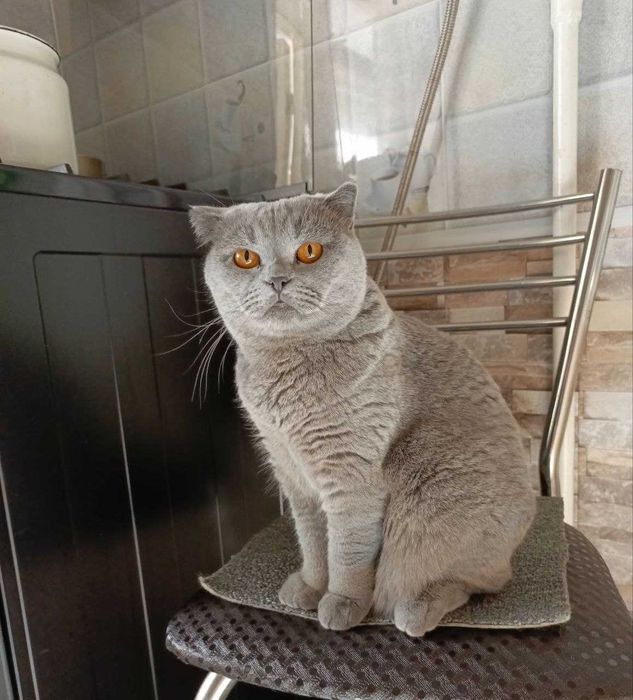 Продам в хорошие руки скоттиш-фолд (девочка)