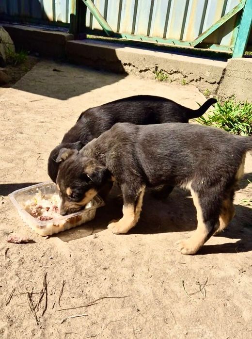 Отдам в добрые руки