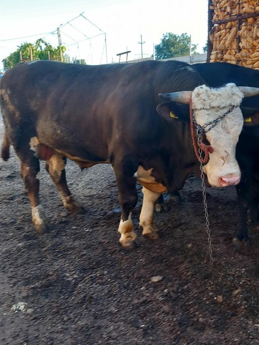 De vanzare 6 tauri cu greutate de la 6 sute kg pana la 850kg
