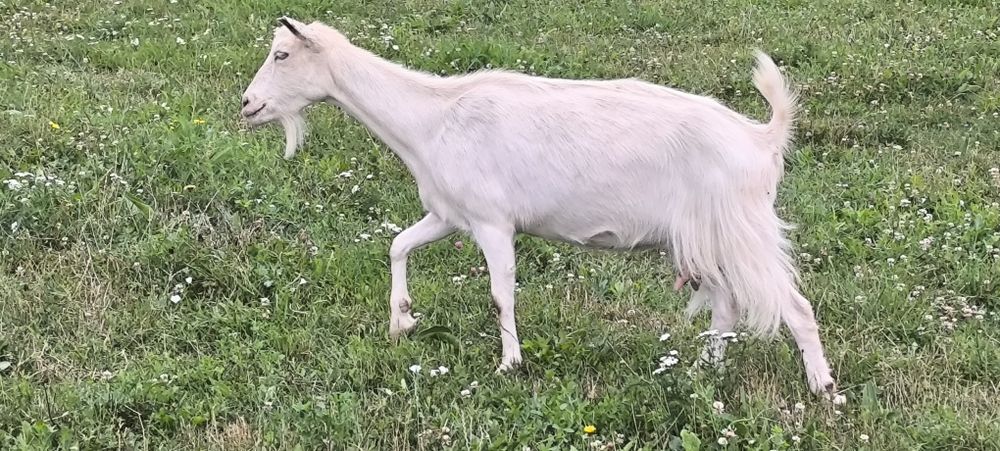 Vând capră cu ieduță