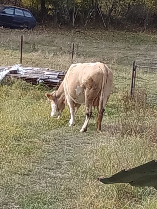 Vând 2 vaci una este gestanta și una e fătată  detalii la tel 0767256750 Viorel