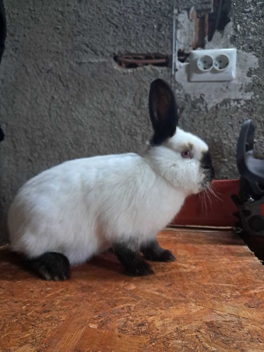 Vând iepuri californian