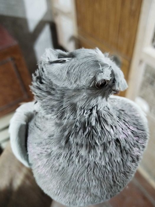 Продам голубей...