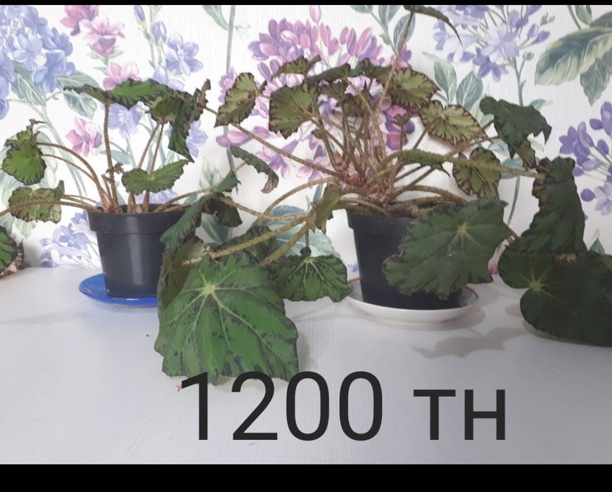 Продам домашние цветы