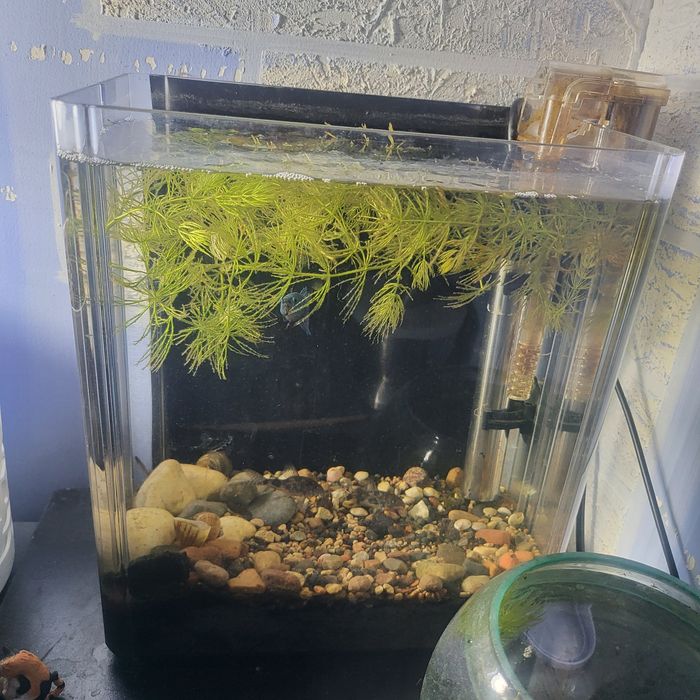 Akvarium 7-8 litrlik