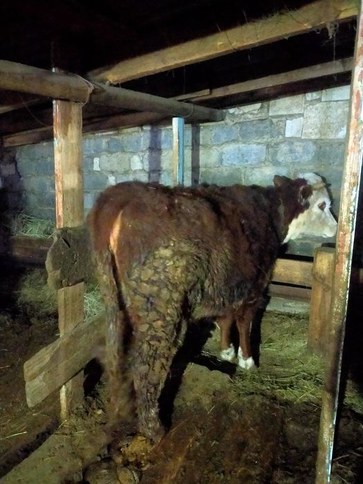 Семиз кунажын сатылады