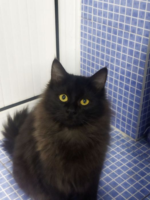 Отдам кота в хорошие руки