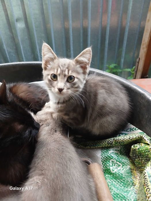 Отдам котята в хорошие руки