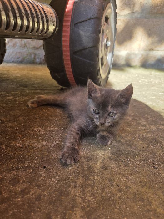 Подаряват се котенца