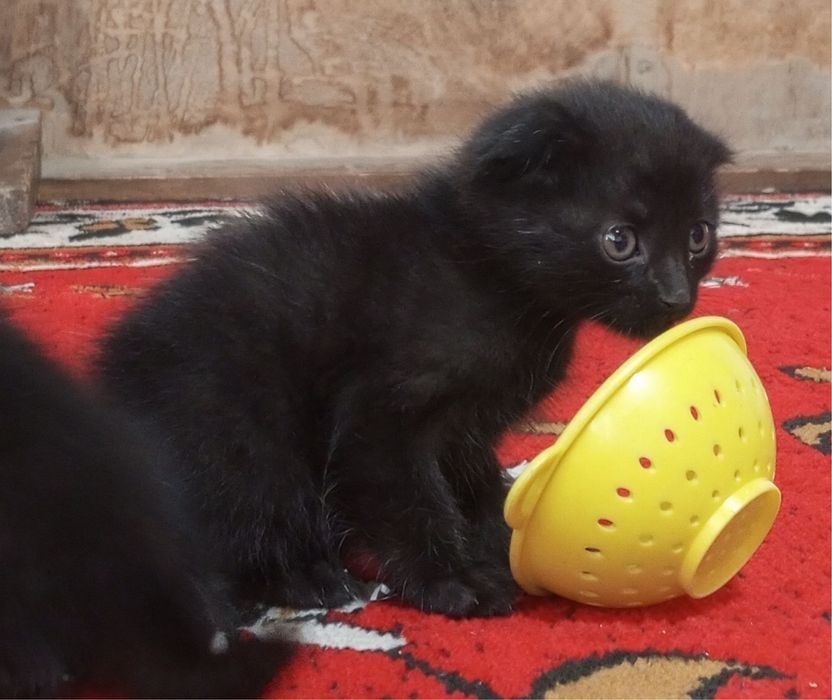 Mushuk bolasi 2 oyli