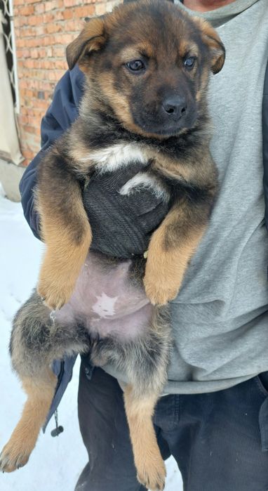 Отдам щенка, девочку.