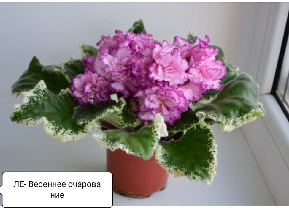 Фиалки распродажа