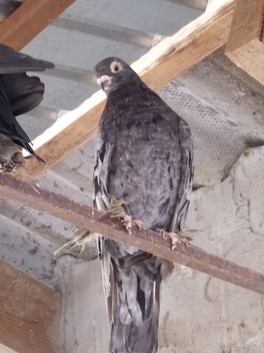 Голубь,  челкарь.