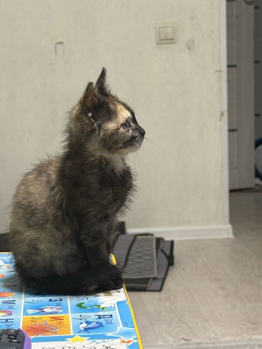 Отдам котенка в хорошие руки