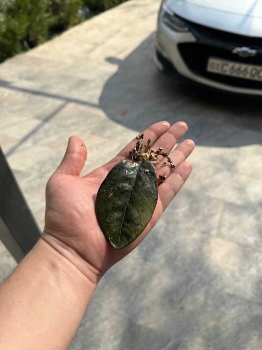 Замиокулькас Равен и Зеленый — клубни