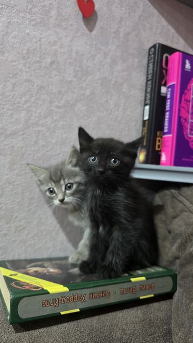 Котята шотландцы(.2 девочки.)