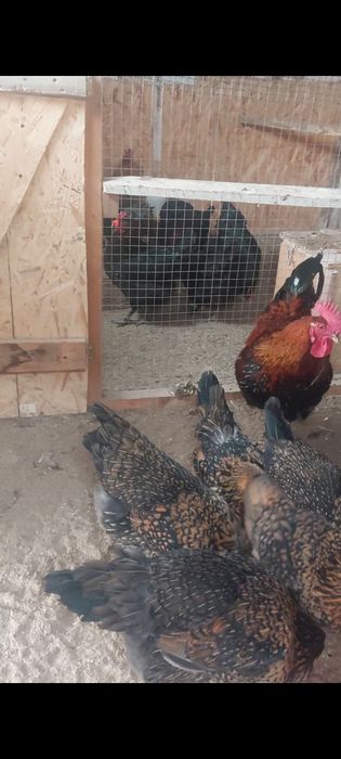 Инкубационное яйцо