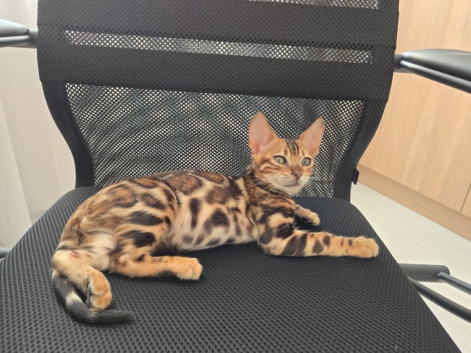 Котенок  бенгал