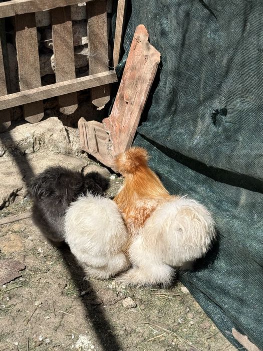 Копринки кокошки