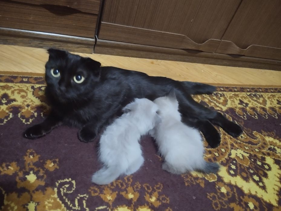 Котик породистый