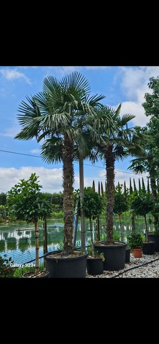 Palmieri trachycarpus fortunei de mai multe dimensiuni