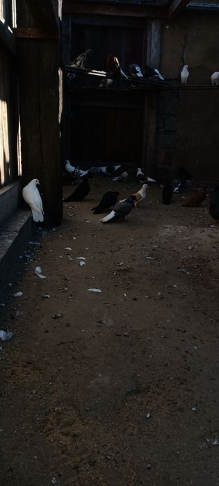 Красивая птица .