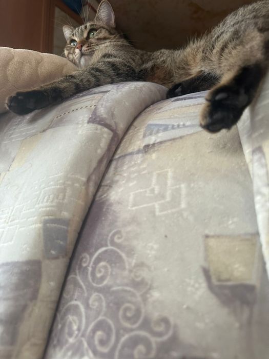 Отдам кошечку в добрые руки