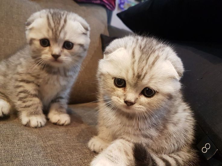 Шотландские котята