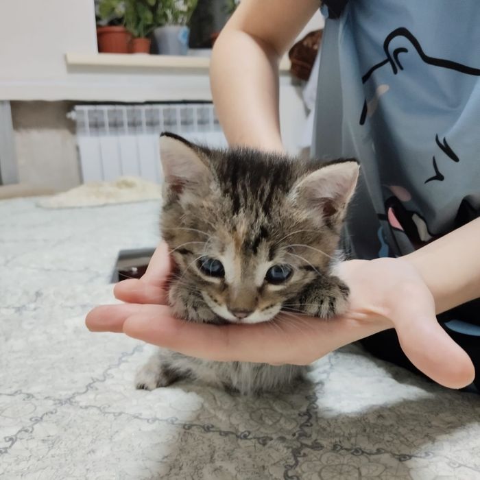 Отдадим котят в добрые руки