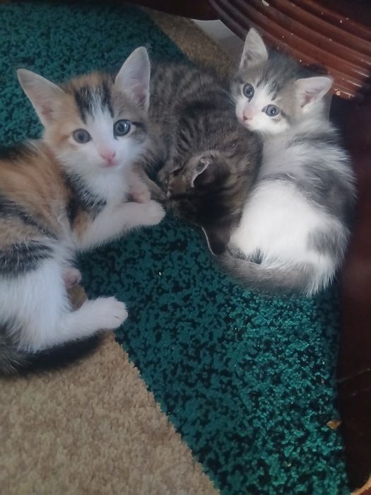 Домашние питомцы. котята