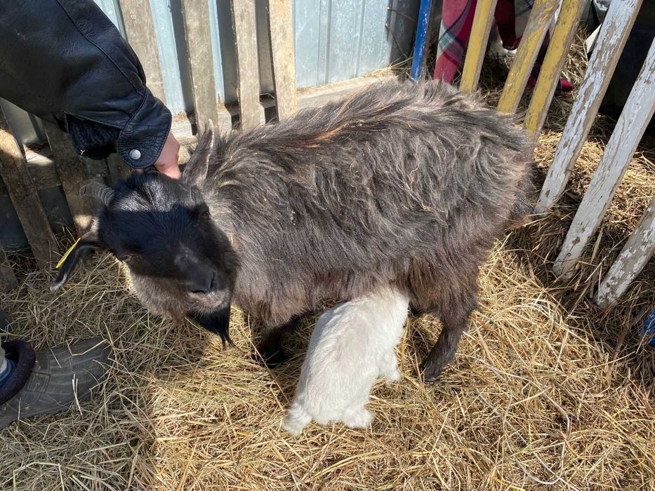 Моладая зааненская коза