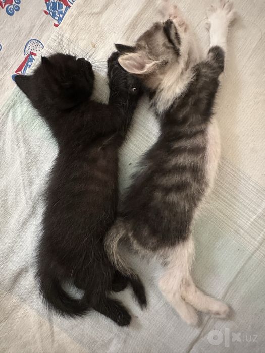 Котята 2 месяца