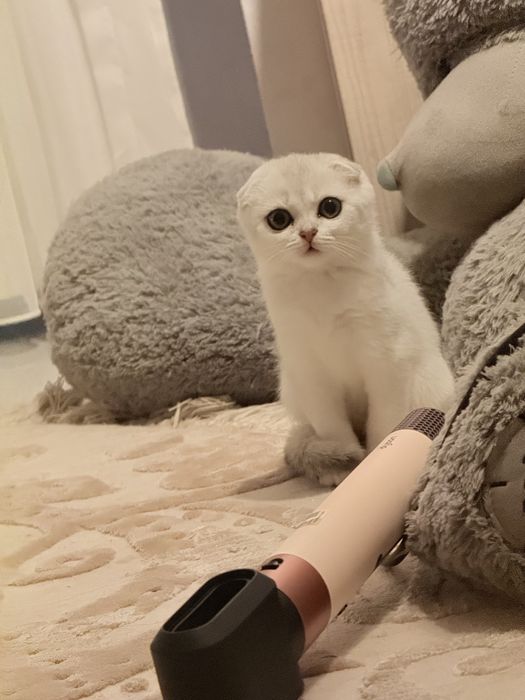 серебристый шиншилла