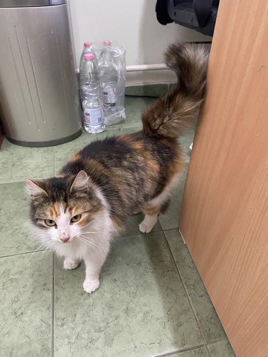 Подарявам малки котета.