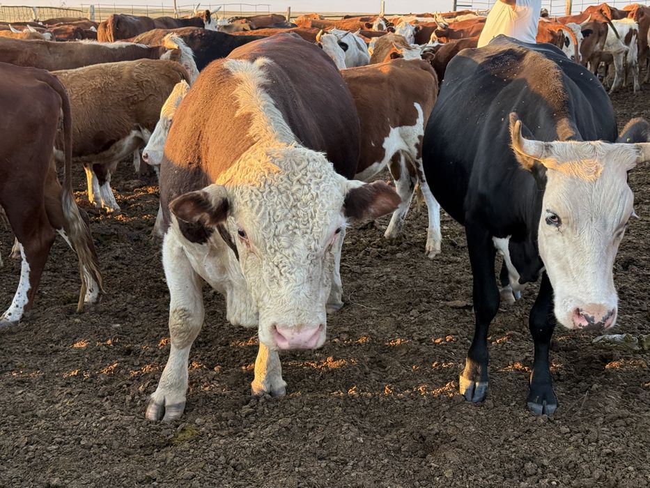 Ақбас бұқа 2 категориялы