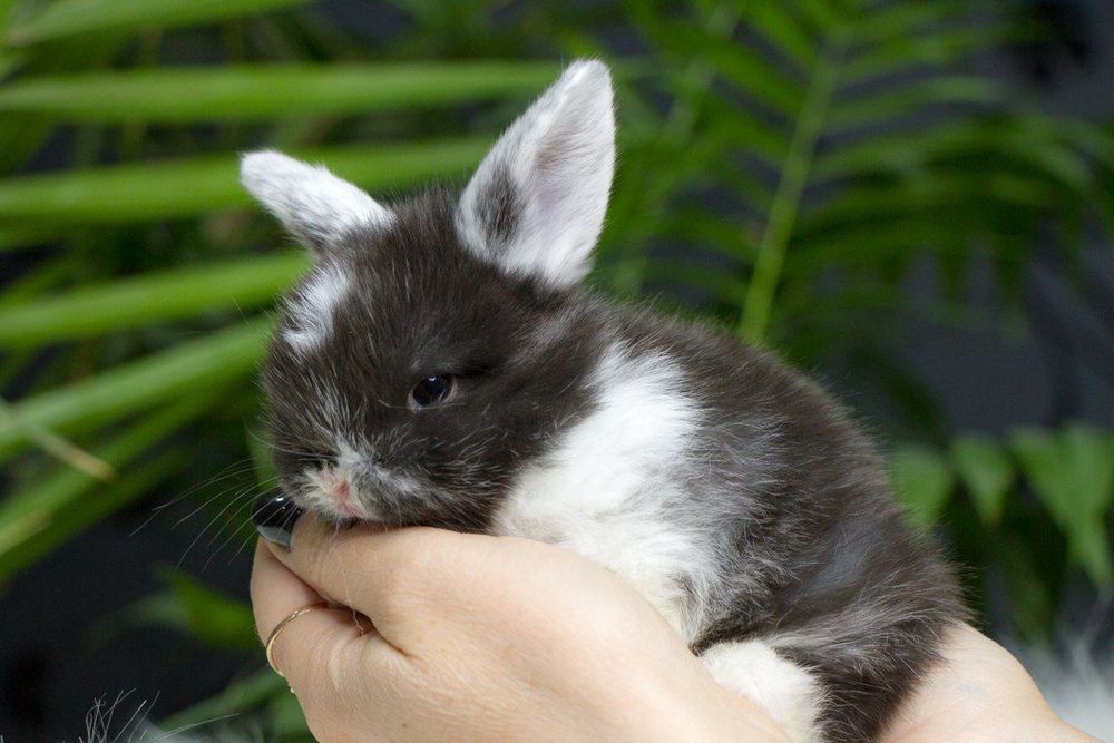 Декоративные кролики.