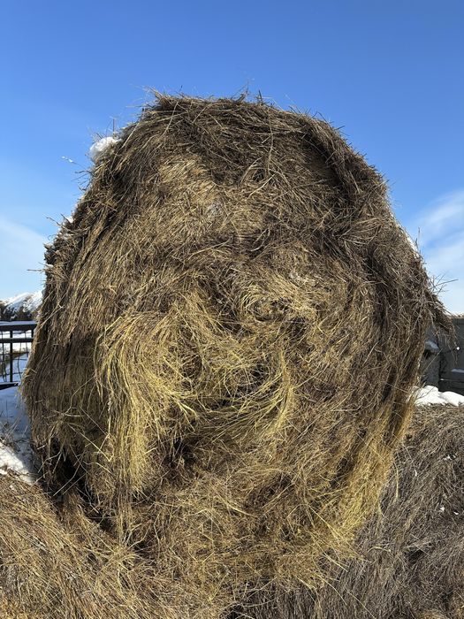 Сено, камыш в рулонах